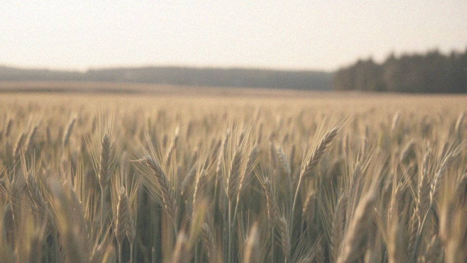Jakie są oczekiwania dotyczące obsady kłosów pszenicy ozimej?