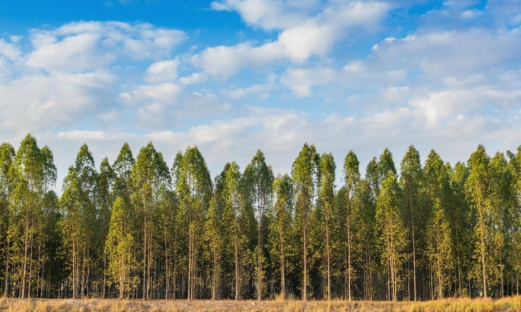 Rola Drzew w Polkowicach: Szlachetne Dary Natury naszego Regionu